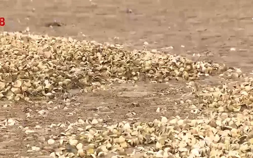 Nghệ An: Ngao chết hàng loạt