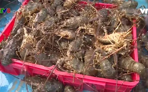 Giá tôm hùm tăng trở lại nhờ tiêu thụ thị trường nội địa