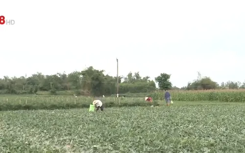 Quảng Ngãi: Nông sản gặp khó đầu ra