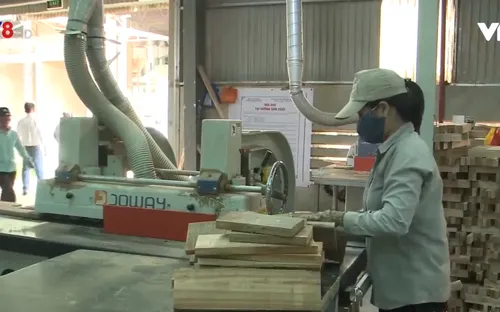 Trồng rừng gỗ lớn ở miền núi Quảng Nam