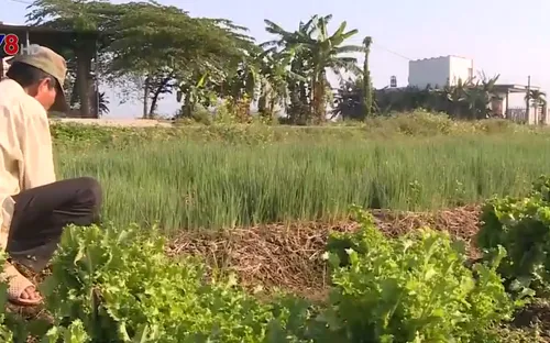 Chuyển đổi cơ cấu cây trồng mùa nắng hạn