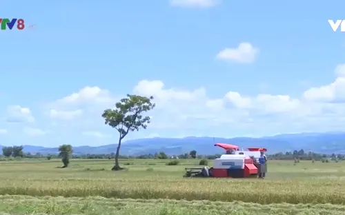 Hiệu quả xây dựng thương hiệu nông sản ở Gia Lai