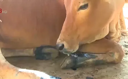 Quảng Ngãi: Dịch lở mồm long móng bùng phát