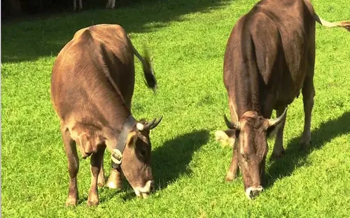 Thụy Sĩ phát hiện trường hợp bò điên đầu tiên từ năm 2012