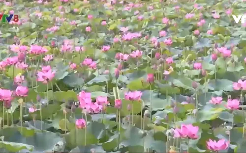 Thừa Thiên - Huế xây dựng vùng nguyên liệu Sen