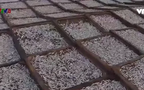 Quảng Trị: Ngư dân được mùa cá cơm