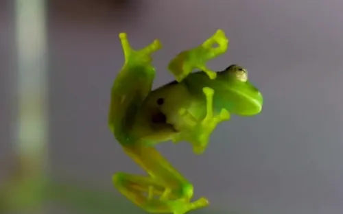 Ếch thủy tinh quý hiếm xuất hiện tại Bolivia