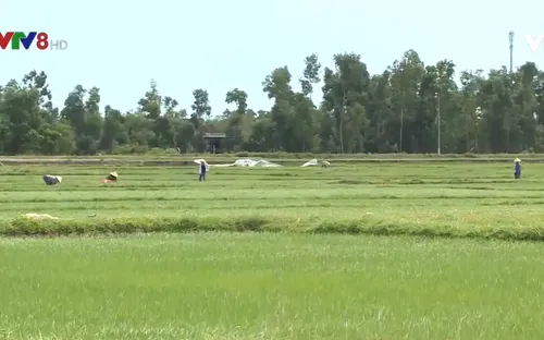 Hà Tĩnh hàng trăm ha lúa bị bệnh đạo ôn