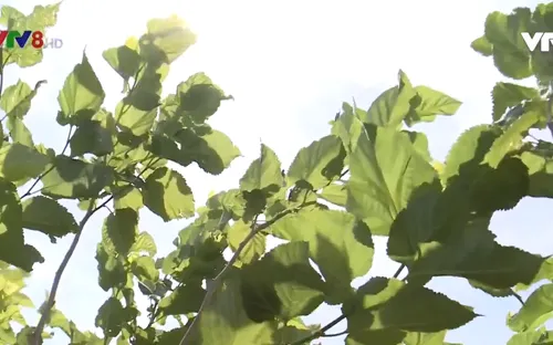 Gia Lai tìm cây trồng thay thế diện tích hồ tiêu chết