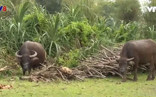 Quảng Nam khống chế được dịch lở mồm long móng