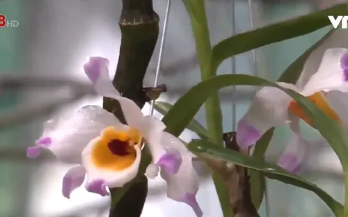 Trả lại lan quý cho rừng