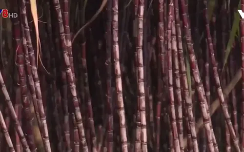 Nông dân gặp khó khăn trong tiêu thụ mía