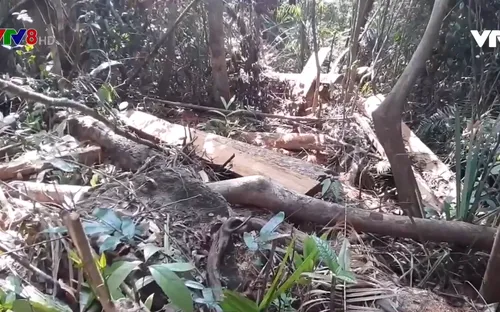 Phát hiện vụ phá rừng tại Quảng Nam
