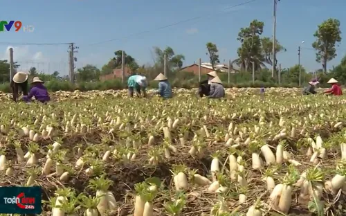 Chuyển đổi cây trồng hợp lý, người dân có thu nhập ổn định trong mùa khô hạn