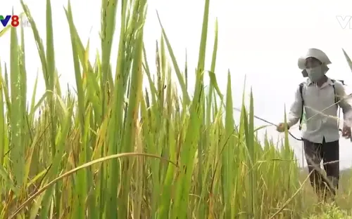 Quảng Nam: Nông dân lo mất vụ lúa do bệnh đốm nâu