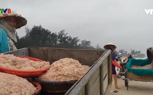 Ngư dân Quảng Trị liên tục được mùa ruốc biển