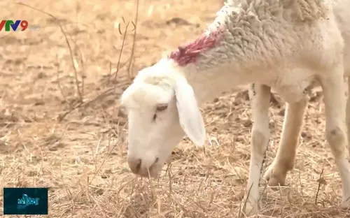 Chia sẻ nguồn nước để duy trì sản xuất trong mùa nắng hạn