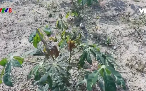 Quảng Trị bùng phát dịch khảm lá sắn
