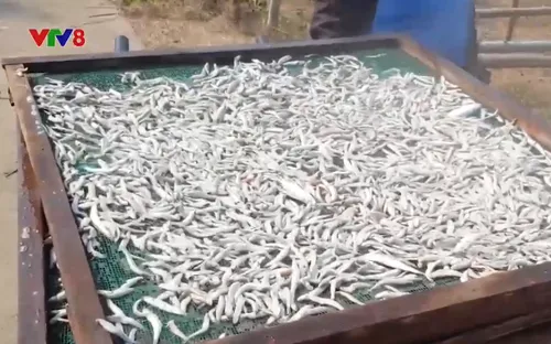 Làng nghề cá hấp tại Quảng Nam vào vụ