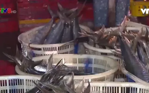 Thừa Thiên - Huế được mùa thủy hải sản