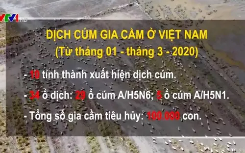 10 tỉnh, thành đã xuất hiện dịch cúm gia cầm