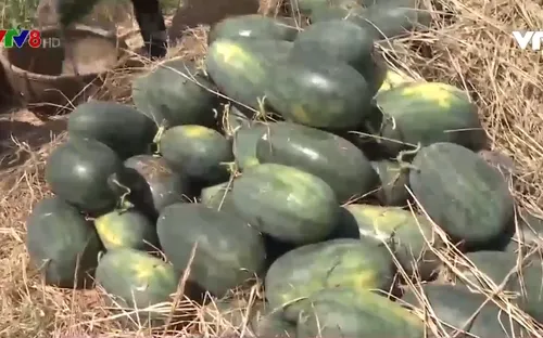 Quảng Nam rà soát nông sản xuất khẩu