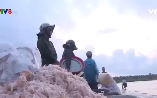 Ngư dân Trung Trung Bộ trúng mùa ruốc, sứa biển