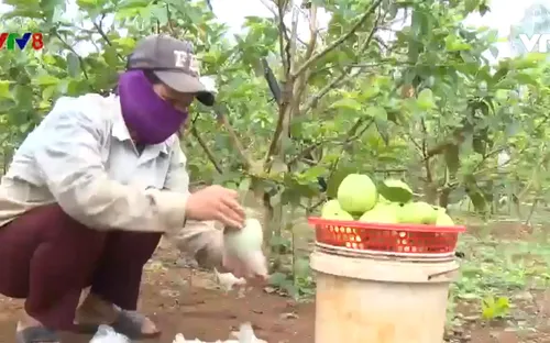 Trả lại màu xanh trên đất ô nhiễm bom mìn