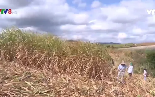 Hỗ trợ nông dân trồng mía vượt qua khó khăn do nắng hạn