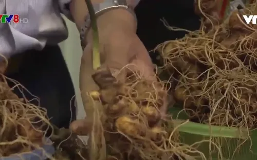 Hội chợ sâm Ngọc Linh, Quảng Nam thu về hơn 6 tỷ đồng