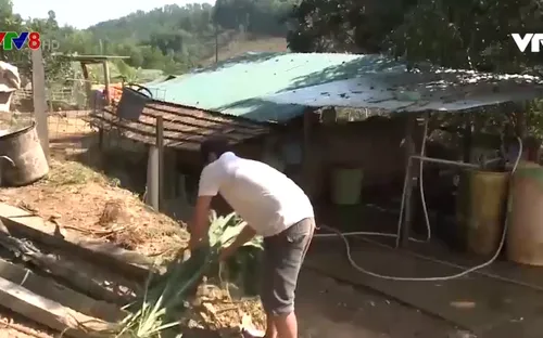 Quảng Ngãi: 55 ngàn hộ dân thoát nghèo nhờ tín dụng chính sách