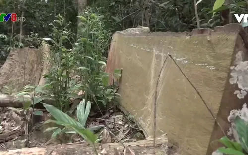 Ngổn ngang gỗ lậu tại rừng phòng hộ Kông chro