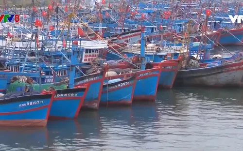Đà Nẵng: 541 tàu cá đủ điều kiện hưởng bảo hiểm theo nghị định 67