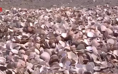 Hà Tĩnh xác định nguyên nhân ngao chết hàng loạt