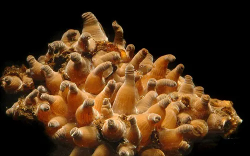 San hô có những dấu hiệu đứng trước nguy cơ bị tuyệt chủng