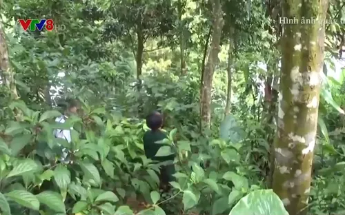 Phục hồi thương hiệu quế Trà My