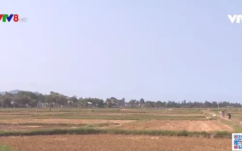 Bình Định: Bỏ trống gần 5.000ha vụ hè thu do thiếu nước