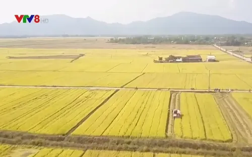 Tái cơ cấu ngành nông nghiệp - Nhìn từ cánh đồng lớn