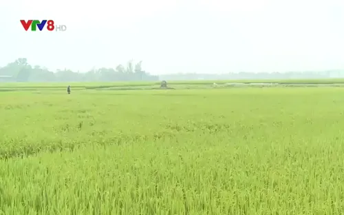 Hà Tĩnh ngăn chặn dich bệnh trên lúa Đông Xuân