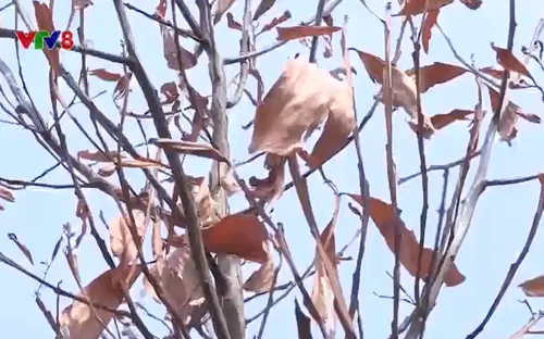 Hạn nặng ở vùng cao Quảng Trị