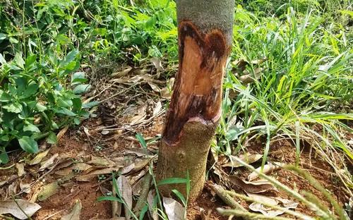 Lâm Đồng: Truy tìm thủ phạm phá hoại vườn sầu riêng