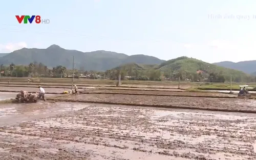 Nông dân khẩn trương thu hoạch lúa