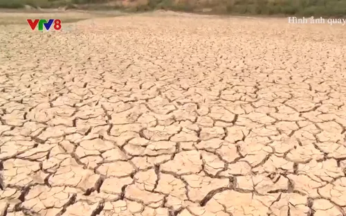 Đăk Lăk: Hàng nghìn ha cây trồng bị khô hạn
