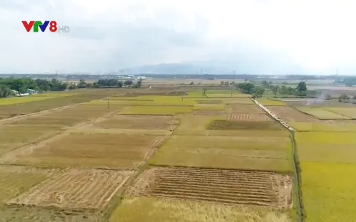 Nông dân Quảng Nam bước vào thu hoạch vụ đông xuân