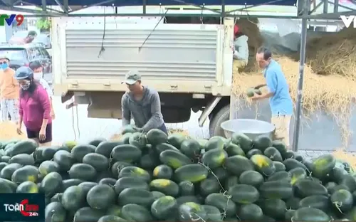 Khánh Hòa: Bài toán thị trường khi chuyển đổi sang cây trồng cạn