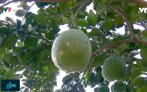 ĐBSCL: Khi đất lúa không còn trồng lúa