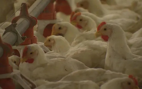 Giá gà tại Đông Nam Bộ xuống thấp kỷ lục