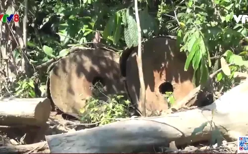 Phú Yên: Phát hiện thêm 35 mét khối gỗ chưa đưa ra khỏi rừng