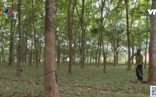 Quảng Trị người trồng cao su gặp nhiều khó khăn do dịch Covid-19