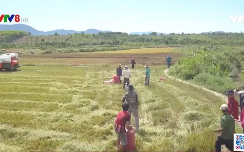 Triển vọng từ mô hình liên kết sản xuất nông nghiệp chất lượng cao